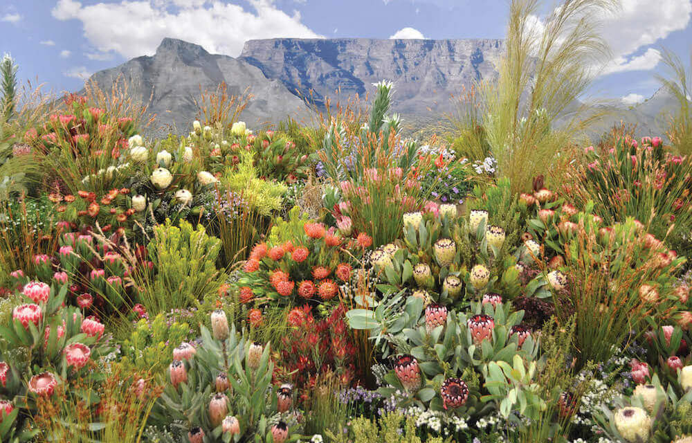 Kaapse Fynbos